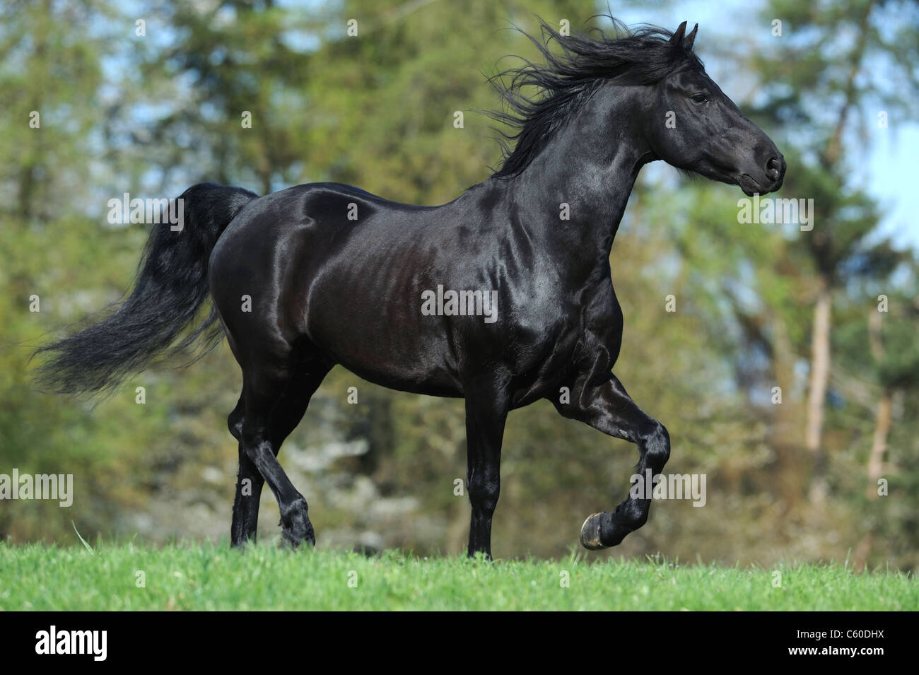 Morgan Horse (Equus Ferus Caballus). Schwarzer Hengst im Trab auf einer Wiese. Stockfoto