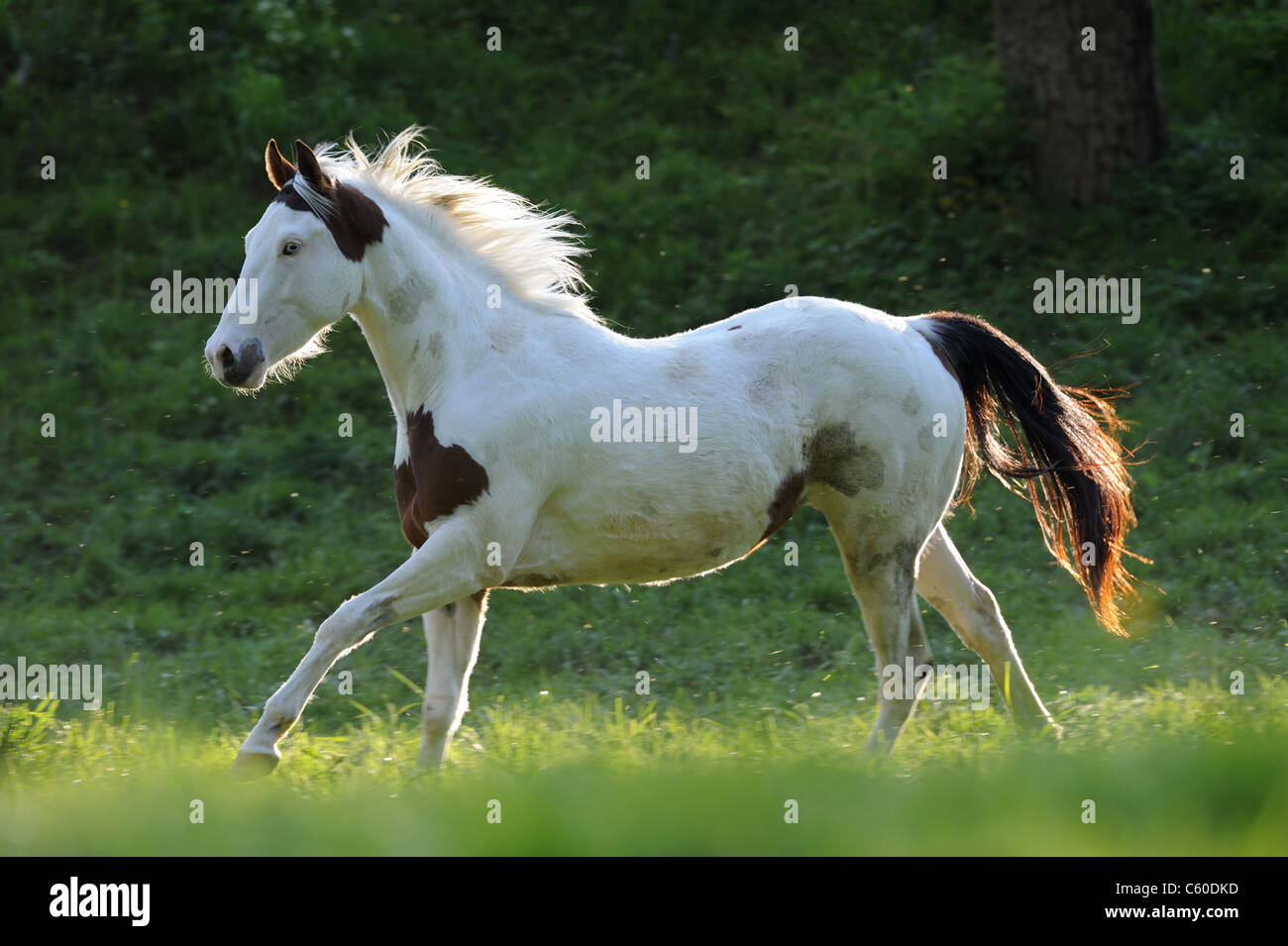 Farben-Pferd (Equus Ferus Caballus). Das Pferd im Galopp auf der Wiese. Stockfoto