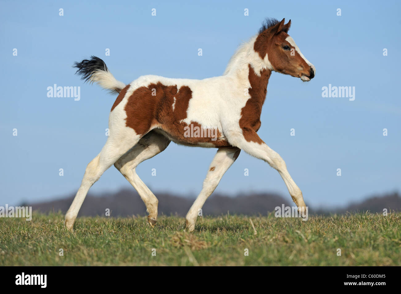 Farben-Pferd (Equus Ferus Caballus). Fohlen auf einer Wiese im Trab. Stockfoto