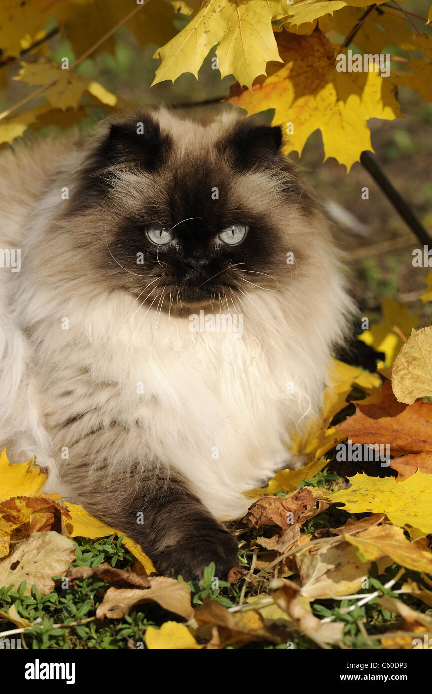 Hauskatze, persische Katze (Felis Silvestris, Felis Catus), erwachsenes Weibchen unter Herbstlaub. Stockfoto