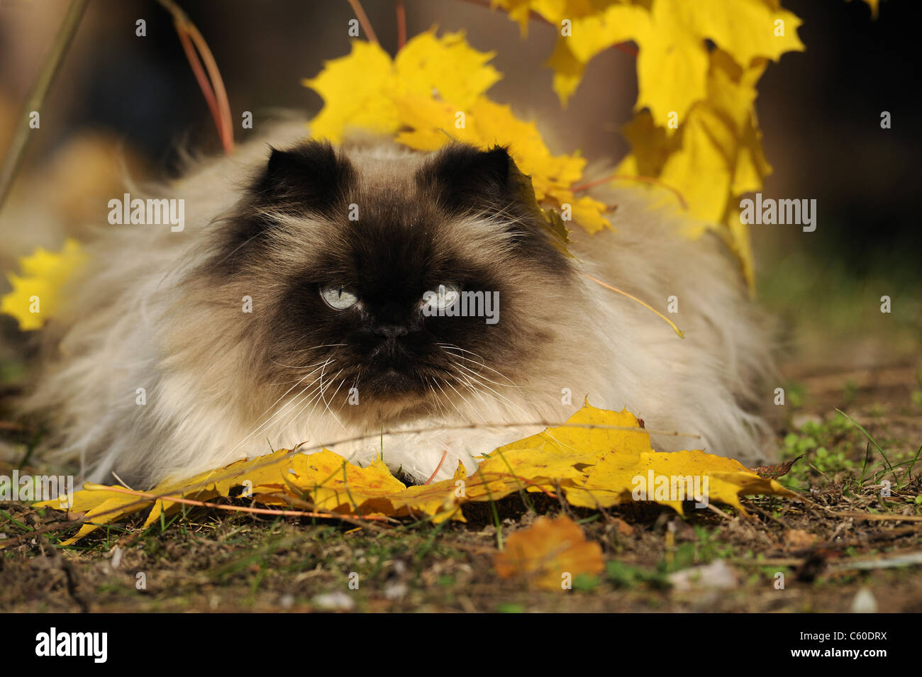Hauskatze, persische Katze (Felis Silvestris, Felis Catus), erwachsenes Weibchen unter Herbstlaub. Stockfoto
