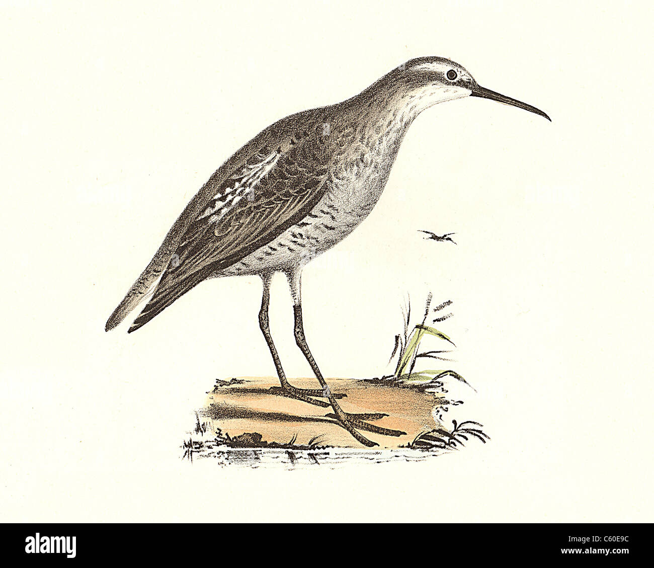 Die Langbeinige Sandpiper Sandpiper, Stelzenläufer (Himantopus himantopus Heteropoda, Calidris, Micropalama himantopus) vintage Vogel Lithographie-de Kay Vögel Stockfoto