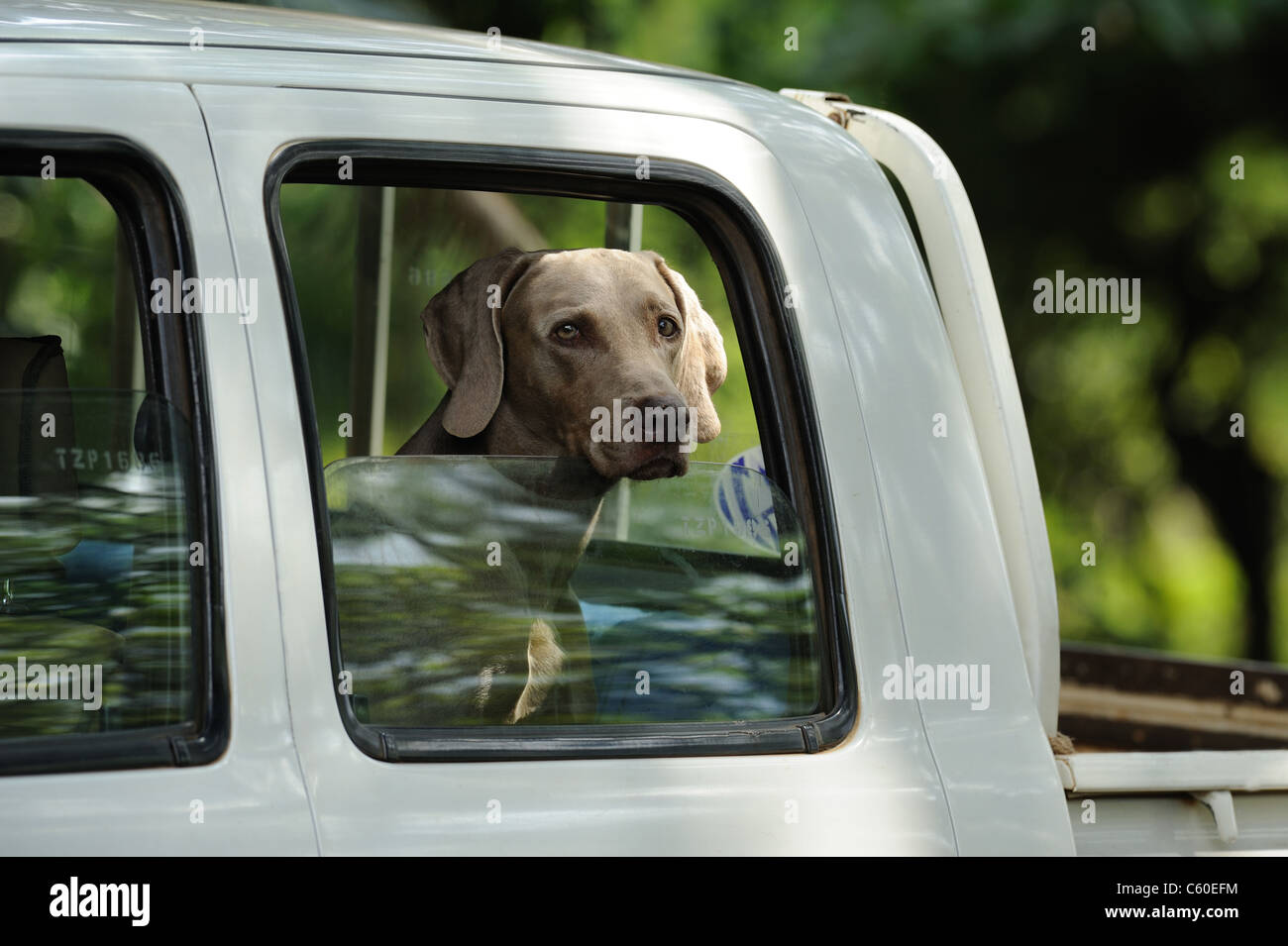 Weimaraner (Canis Lupus Familiaris) in einem Auto. Stockfoto