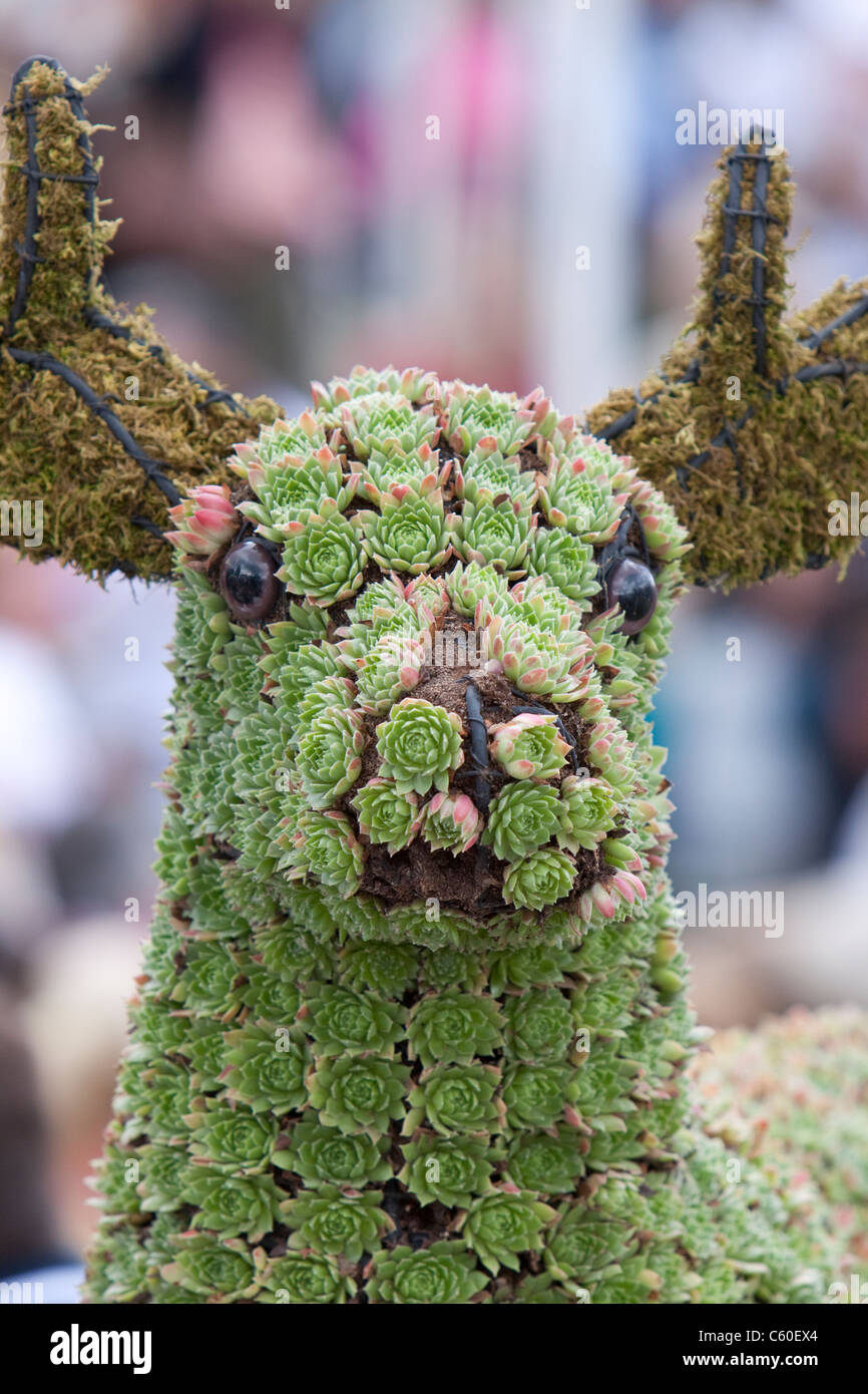 Hirsch, gemacht von Sempervivum-Hauswurz, England, UK Stockfoto