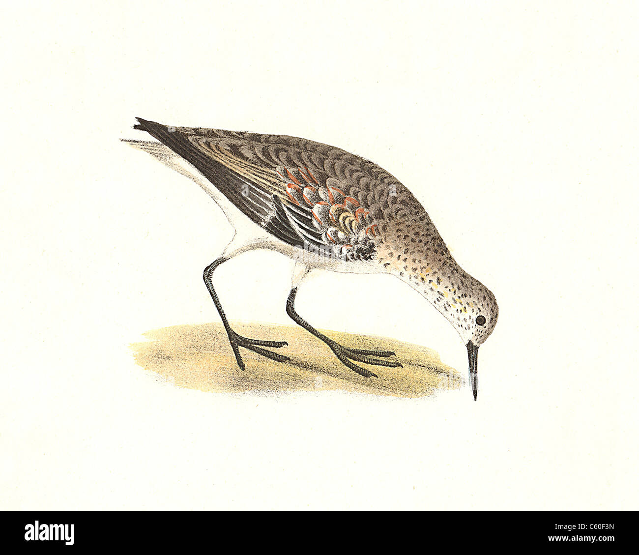 Die sanderling (Calidris arenaria, Calidris alba) vintage Vogel Lithographie - James De Kay, Zoologie von New York, oder die New-York Fauna, Teil II, Vögel Stockfoto