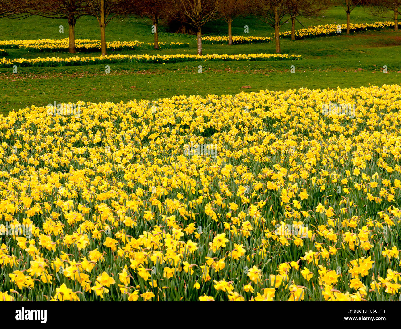 Felder der gelben Narzissen in Hughenden Manor-Gärten und Parks, High Wycombe, Bucks, Großbritannien Stockfoto
