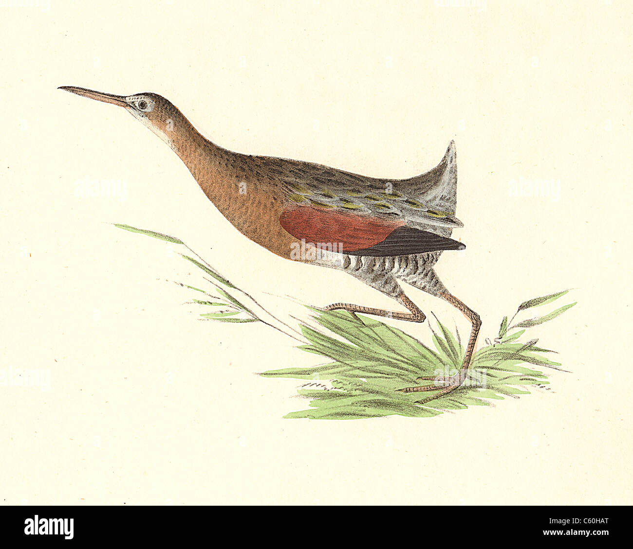 Das Salzwasser Wiese-hen, König Rail (Rallus elegans) vintage Vogel Lithographie - James De Kay, Zoologie von New York oder die New-York Fauna Teil II Vögel Stockfoto
