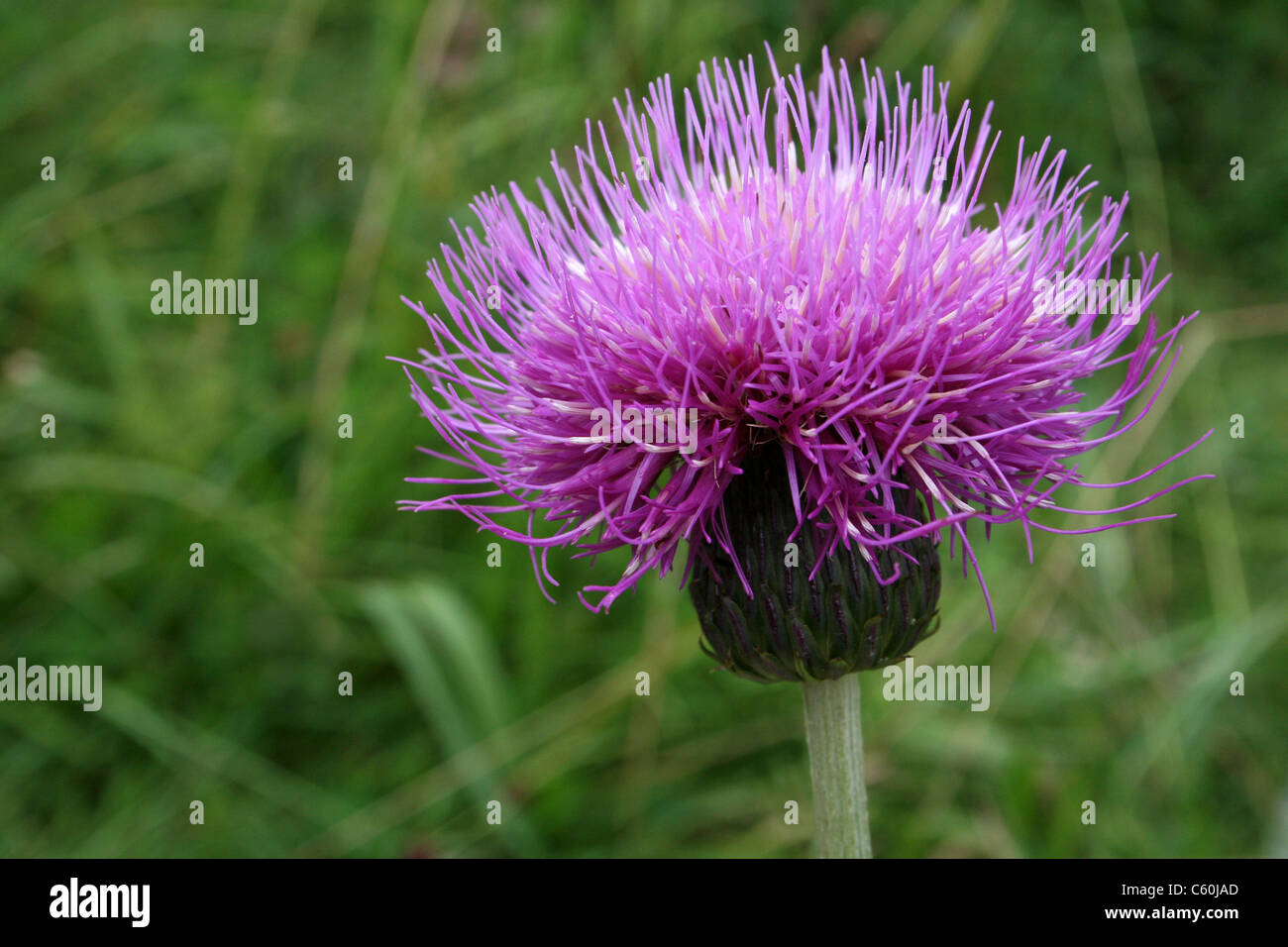 Melancholische Distel Cirsium Heterophyllum, Cumbria, UK Stockfoto