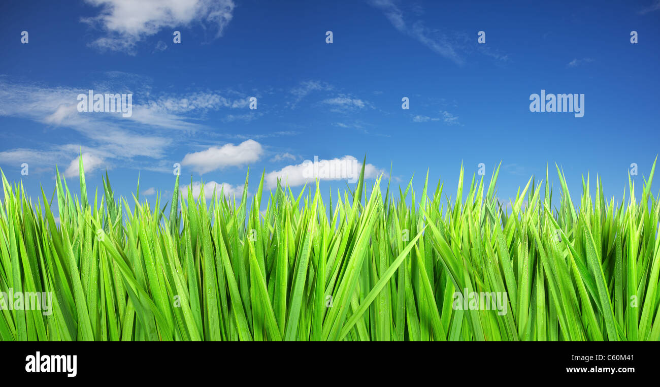 Blauer Himmel, grüne Rasen. Panorama-Komposition in hoher Auflösung. Stockfoto