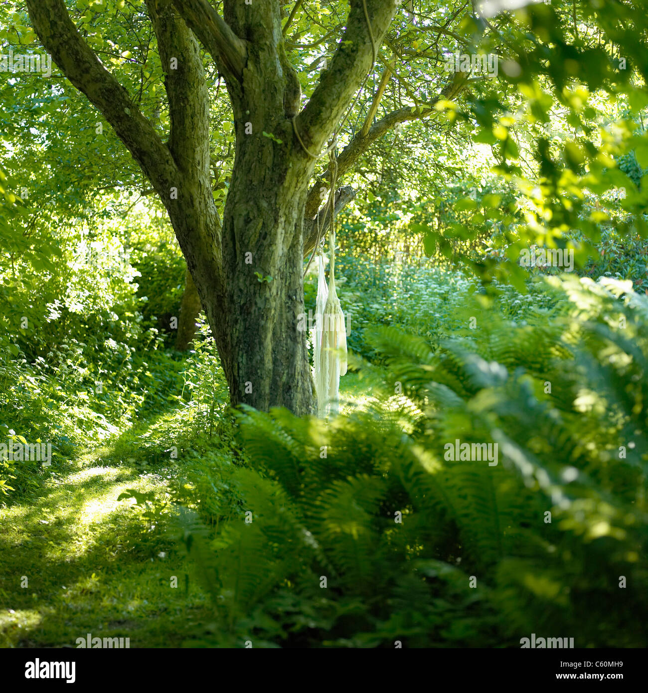 Klamotten vom Baum im Wald Stockfoto