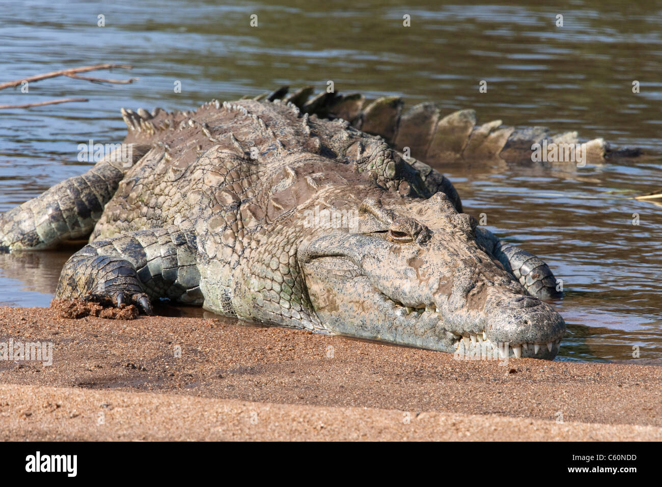 Nil-Krokodil, Crocodylus Niloticus, ruht auf der Sandbank, Krüger Nationalpark, Südafrika Stockfoto