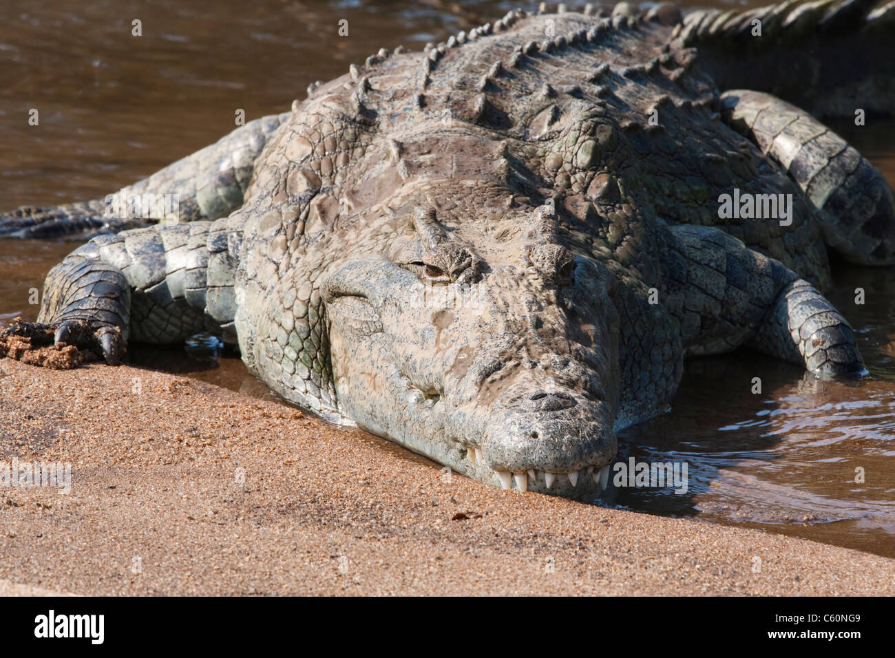 Nil-Krokodil, Crocodylus Niloticus, ruht auf der Sandbank, Krüger Nationalpark, Südafrika Stockfoto