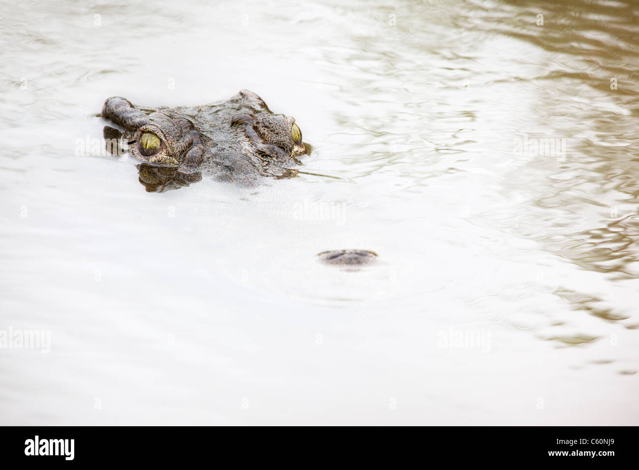 Nil-Krokodil, Crocodylus Niloticus, Krüger Nationalpark, Südafrika Stockfoto