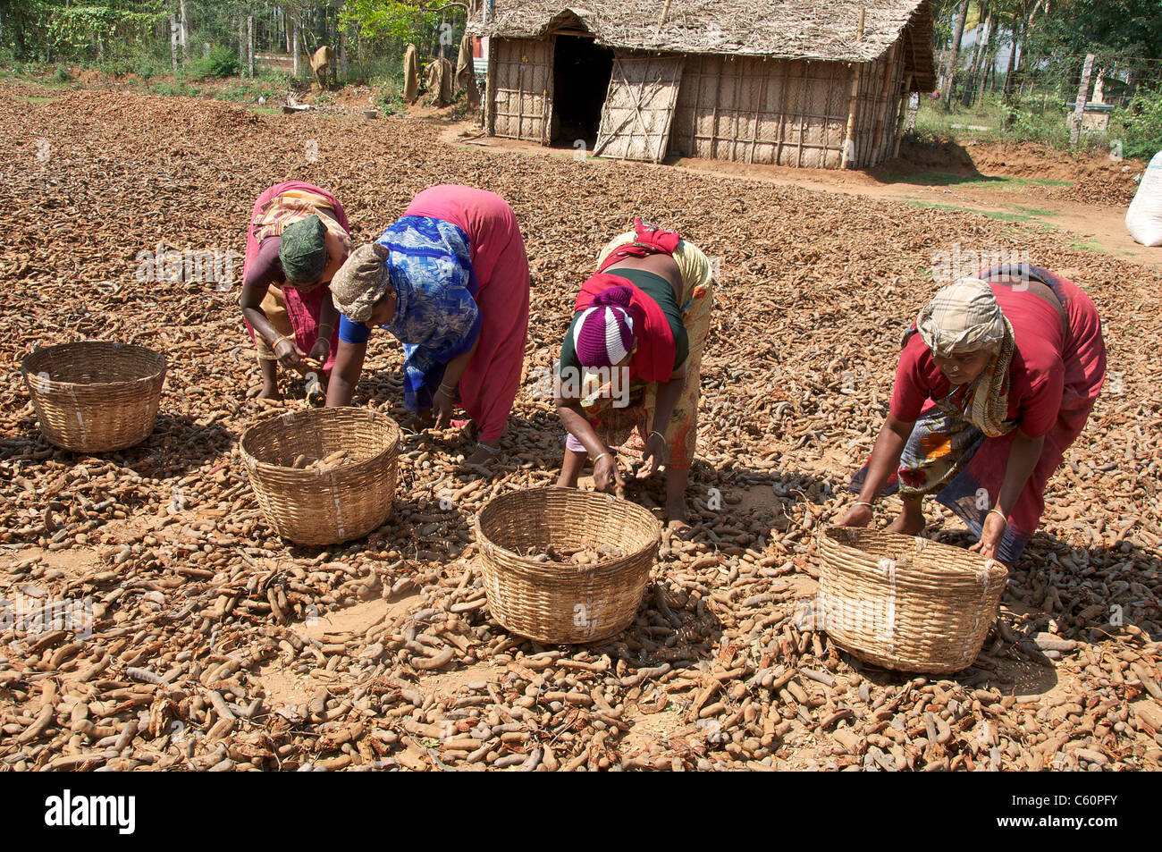 Frauen sortieren gemahlenen Nüssen Tamil Nadu in Indien Stockfoto