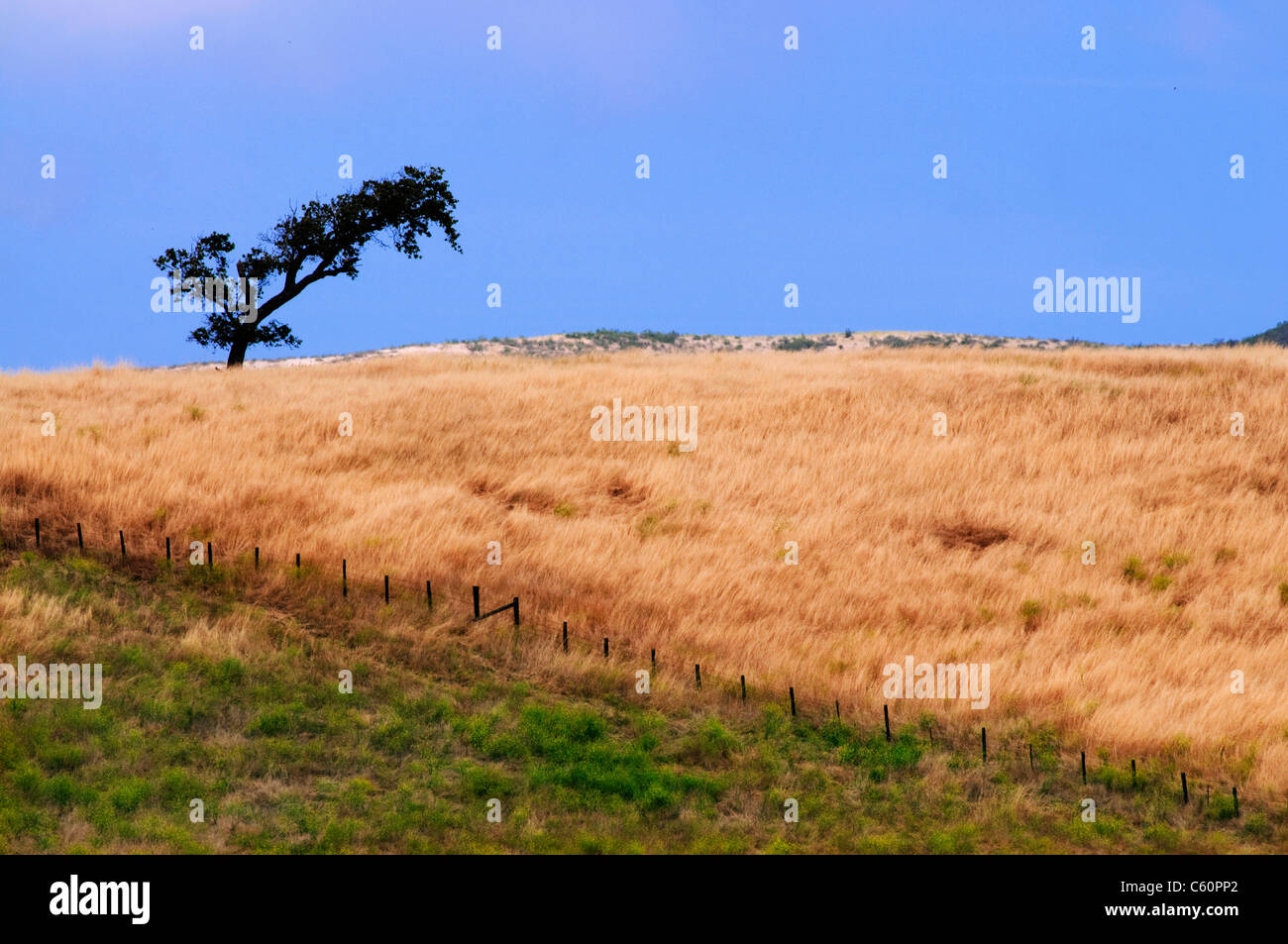einzigen Baum Feld Stockfoto