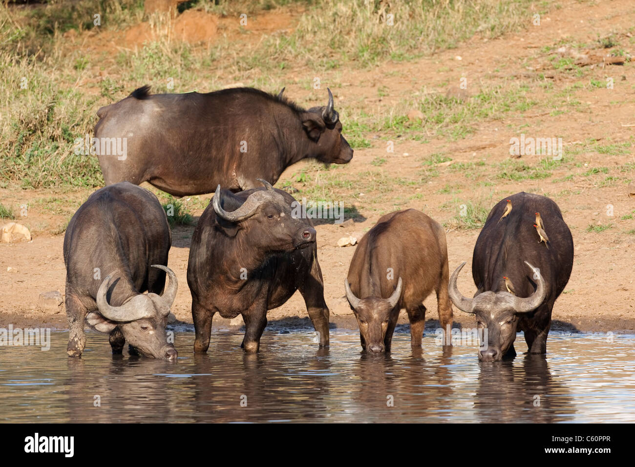 Kaffernbüffel Syncerus Caffer, trinken, Krüger Nationalpark, Südafrika Stockfoto