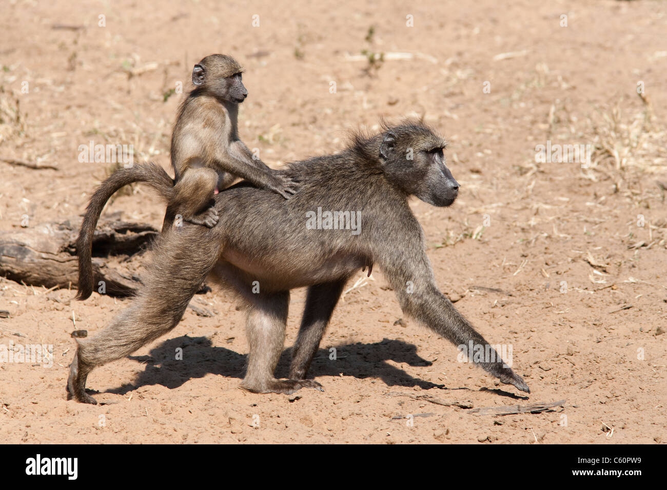 Chacma Pavian, Papio Cynocephalus Ursinus, tragen junge, Krüger Nationalpark, Südafrika Stockfoto