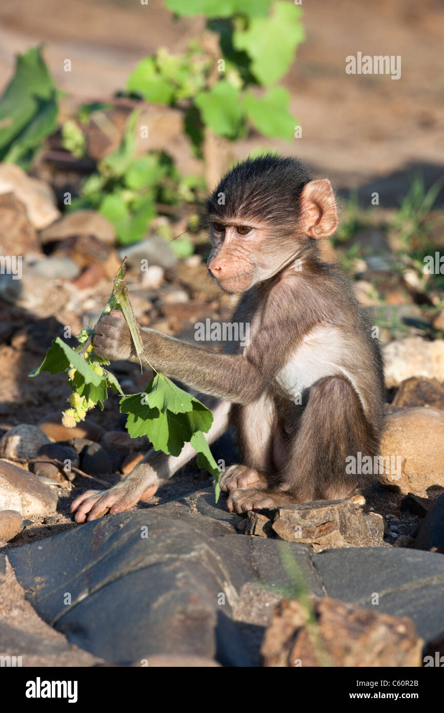 Chacma Pavian Baby, Papio Cynocephalus, Krüger Nationalpark, Südafrika Stockfoto