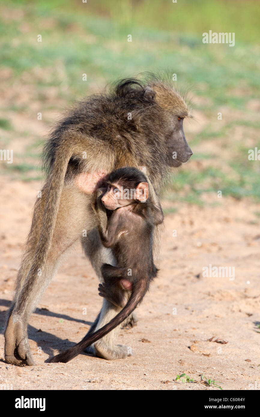 Baby Chacma Pavian, Papio Cynocephalus Ursinus, mit Erwachsenen, Krüger Nationalpark, Südafrika Stockfoto