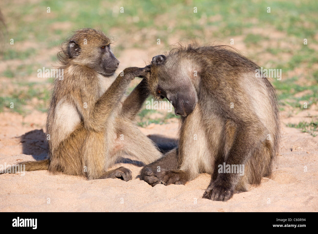 Chacma Paviane, Papio Cynocephalus Ursinus, Fellpflege, Krüger Nationalpark, Südafrika Stockfoto