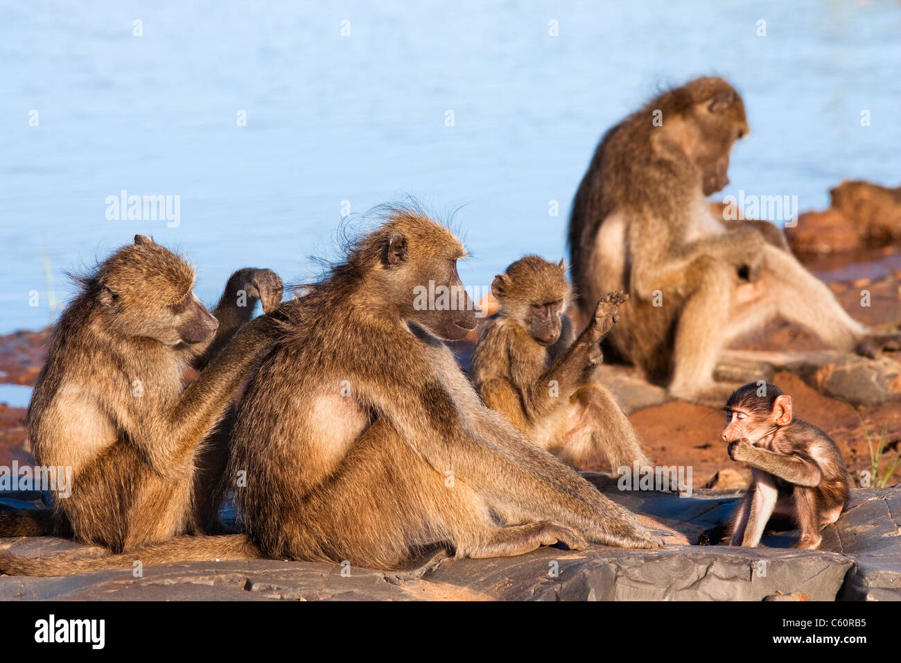 Chacma Pavian Truppe, Papio Cynocephalus Ursinus, Fellpflege, Krüger Nationalpark, Südafrika Stockfoto