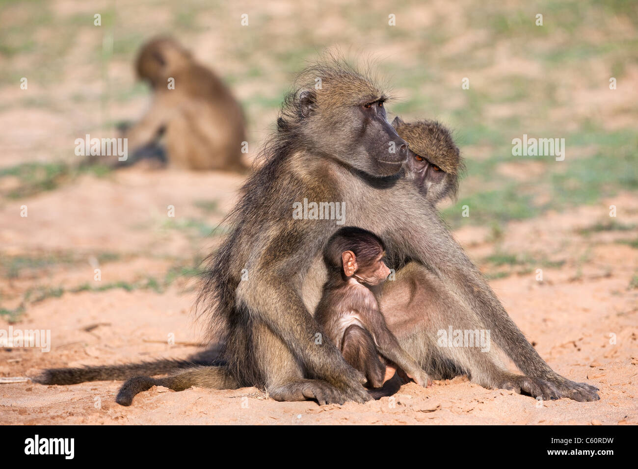Chacma Paviane, Papio Cynocephalus Ursinus, pflegen mit Baby, Krüger Nationalpark, Südafrika Stockfoto
