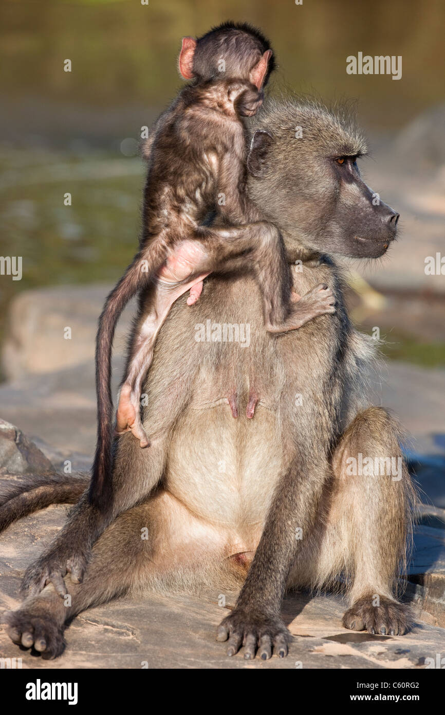 Chacma Pavian, Papio Cynocephalus Ursinus, mit Baby, Krüger Nationalpark, Südafrika Stockfoto