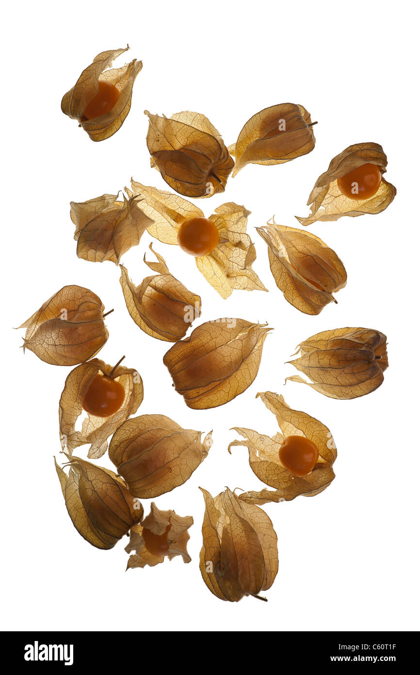 Physalis oder Kap Stachelbeeren (Physalis Peruviana) auf einem beleuchteten weißen Hintergrund. Cut-Out. Stockfoto