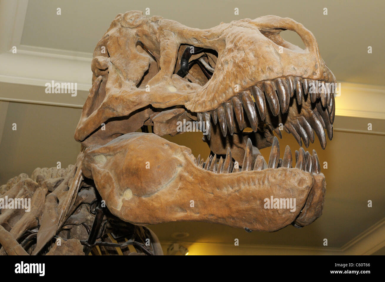 Tyrannosaurus Rex Skelett aus der späten Kreidezeit Stockfoto