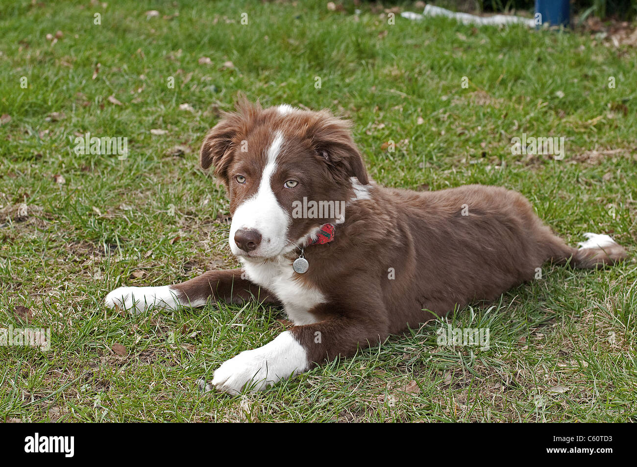 Border-Collie-Welpen-Porträt Stockfoto