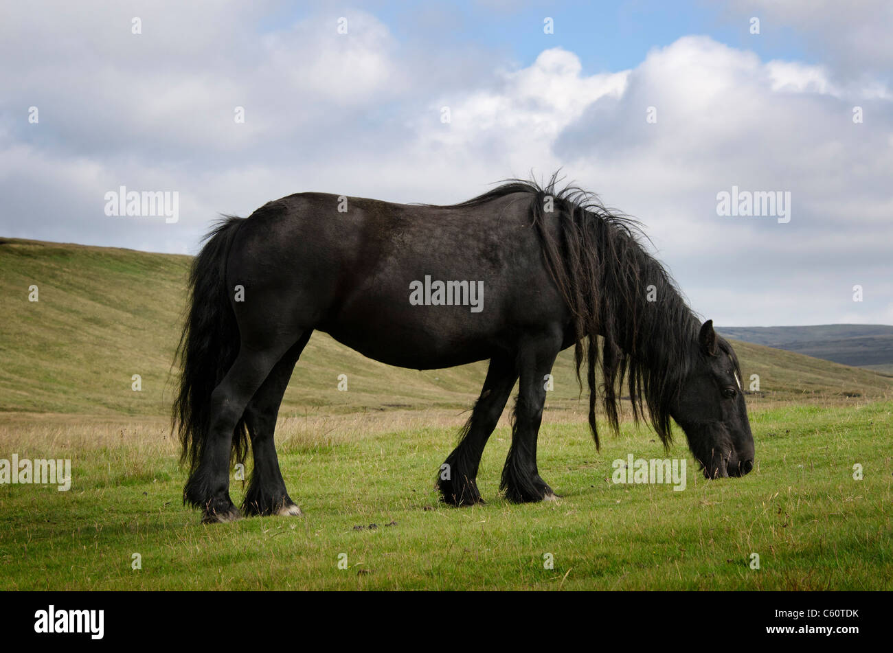 Fiel Pony Weiden auf der nördlichen Pennines Stockfoto
