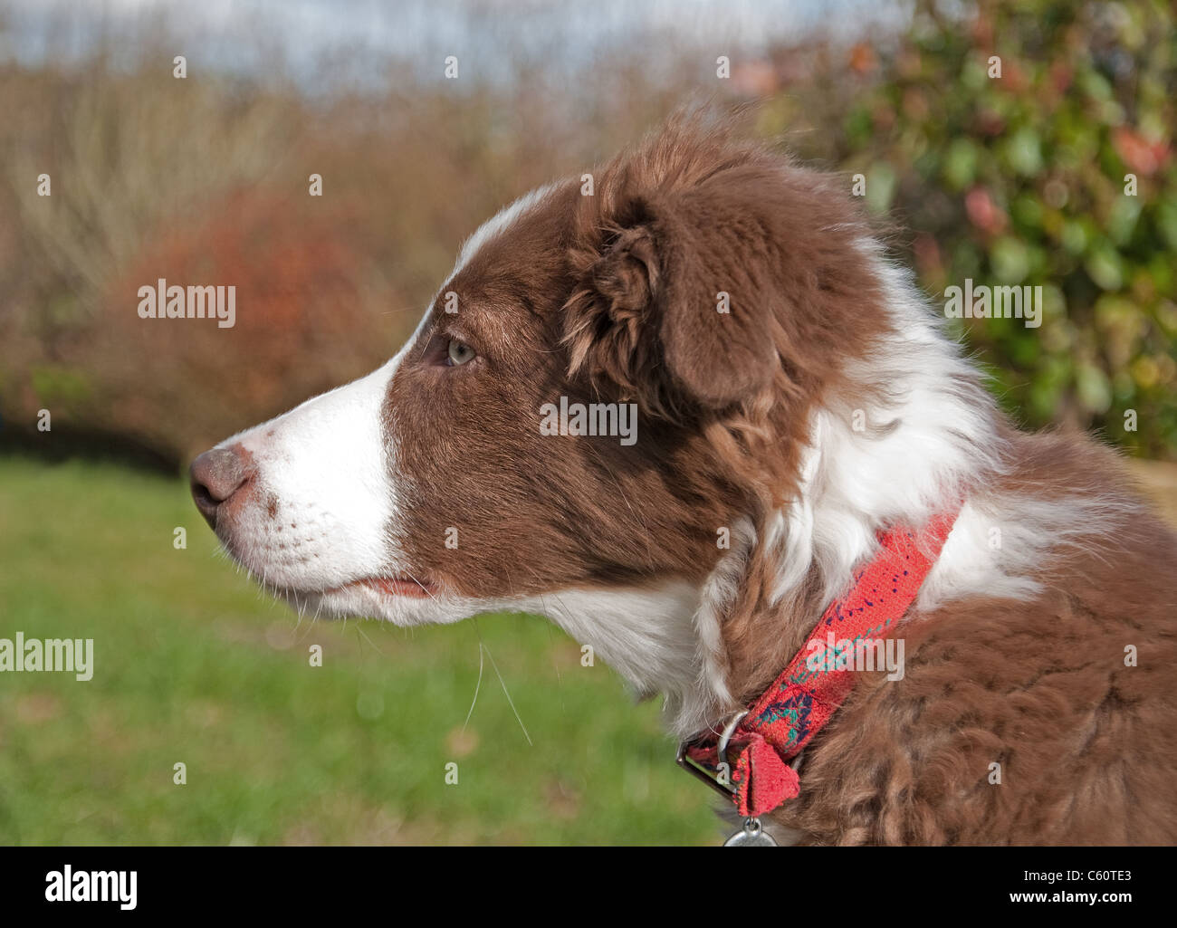 Collie-Welpen-Porträt Stockfoto