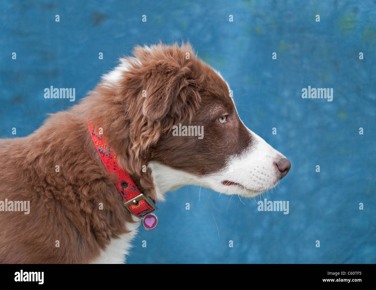 Collie-Welpen-Porträt Stockfoto