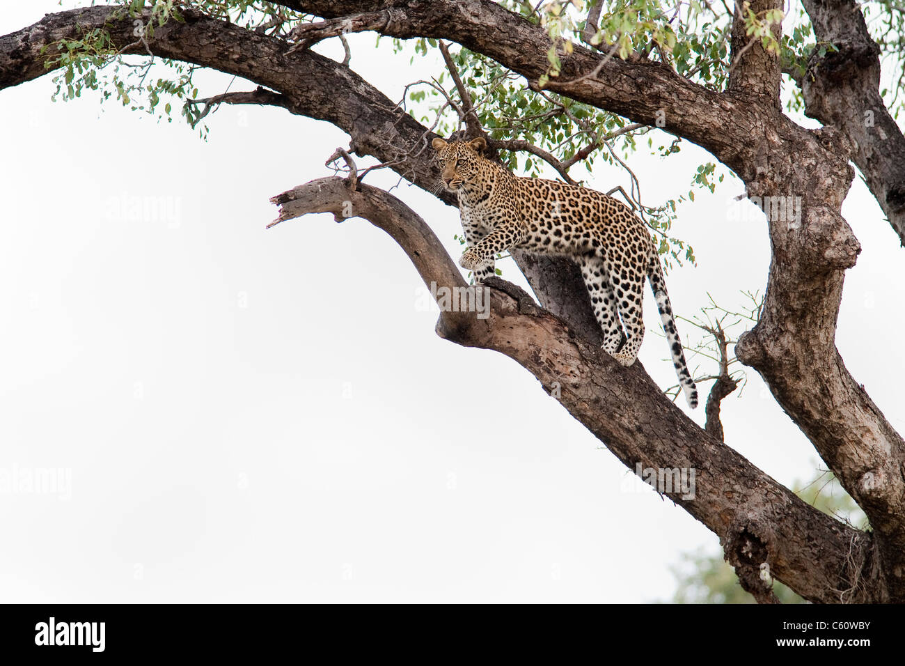Leopard, Panthera Pardus, im Baum, Krüger Nationalpark, Südafrika Stockfoto