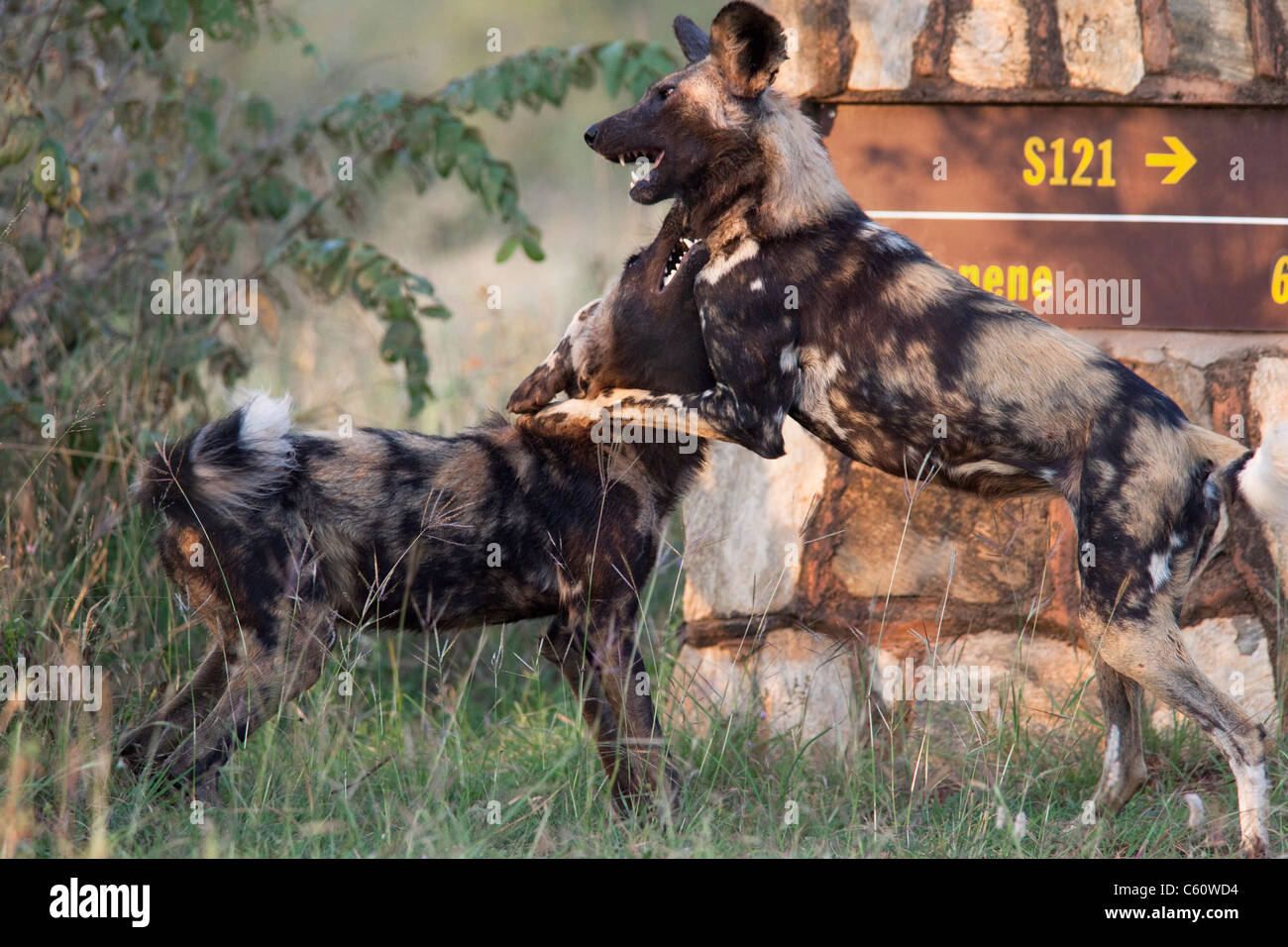 Afrikanische Wildhunde, LYKAON Pictus, Playfighting, Krüger Nationalpark, Südafrika Stockfoto