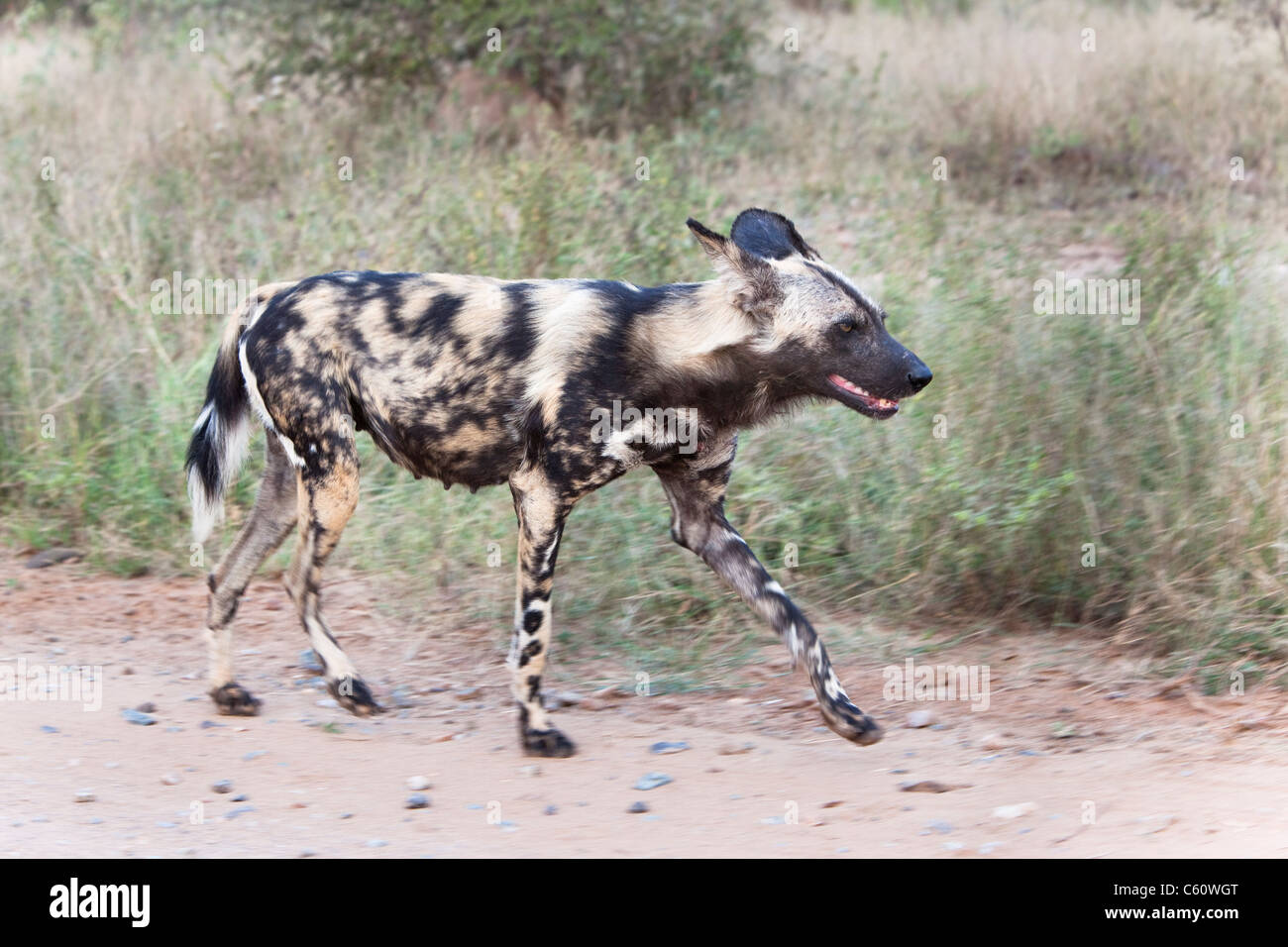 Afrikanischer Wildhund, LYKAON Pictus, alpha-Weibchen jagen, Krüger Nationalpark, Südafrika Stockfoto