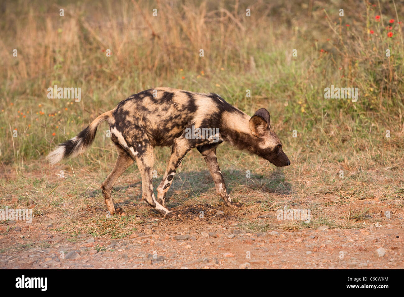 Afrikanischer Wildhund, LYKAON Pictus, Jagd, Krüger Nationalpark, Südafrika Stockfoto