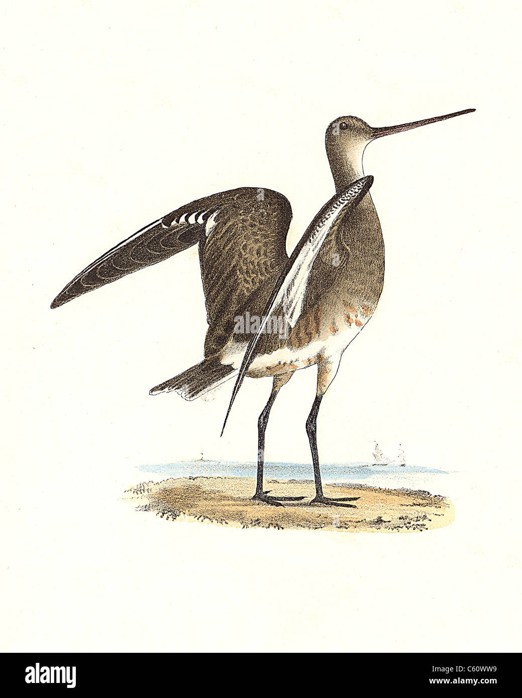 Die Ring-tailed Godwit Hudsonian, Marlin, Red-breasted Godwit (Phasianus Colchicus) haemastica hudsonica, vintage Vogel Lithographie - James De Kay, NY Vögel Stockfoto