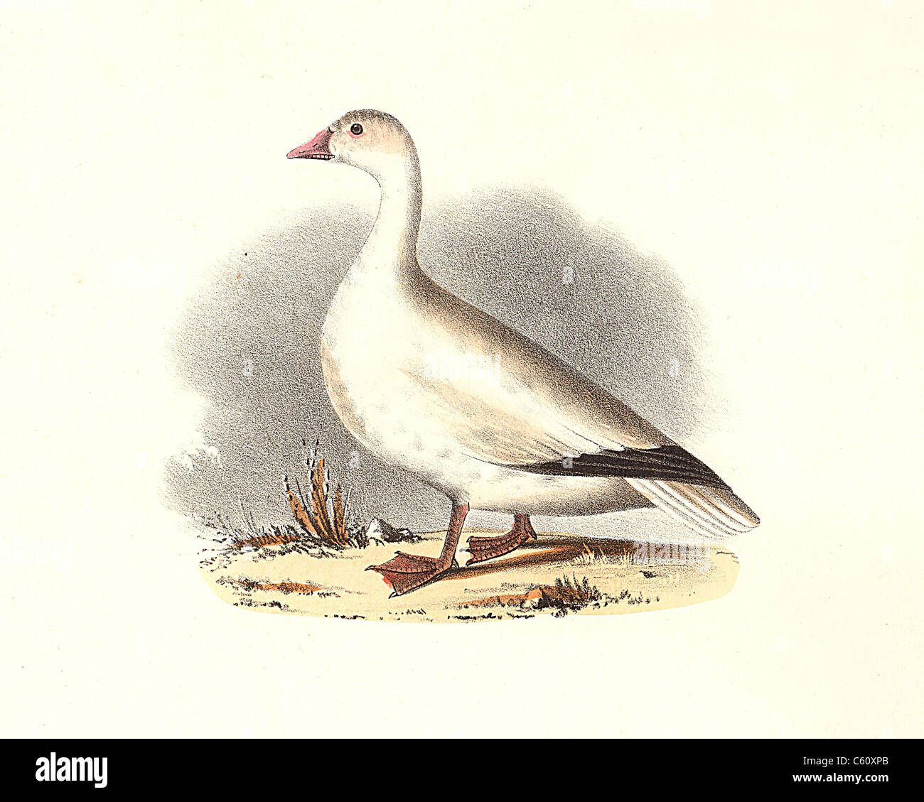 Die Snow Goose (Anser anser Caerulescens) hyperboreus, vintage Vogel Lithographie - James De Kay, Zoologie von New York oder die New-York Fauna Teil II Vögel Stockfoto