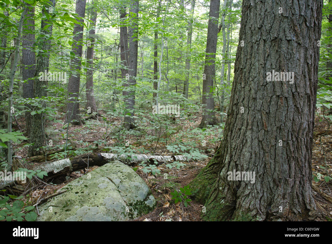 Hemlock - Fichte - nördlichen Hartholz Wald während der Sommermonate im Bereich der Hirsche Bach Entwässerung von Albany, NH Stockfoto