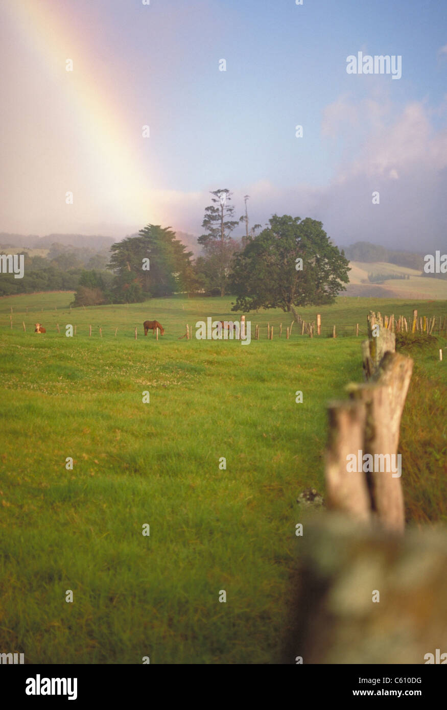 Feld mit Regenbogen Stockfoto