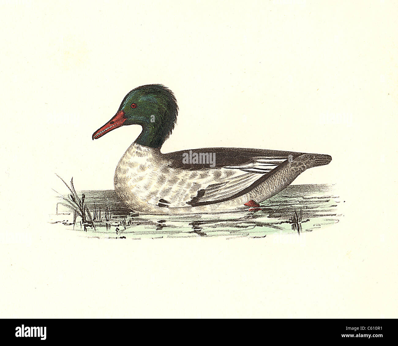 Die Buff-breasted Sheldrake, gemeinsame Merganser (Mergus Merganser) vintage Vogel Lithographie - James De Kay, Zoologie von New York, oder die NY Fauna, Vögel Stockfoto