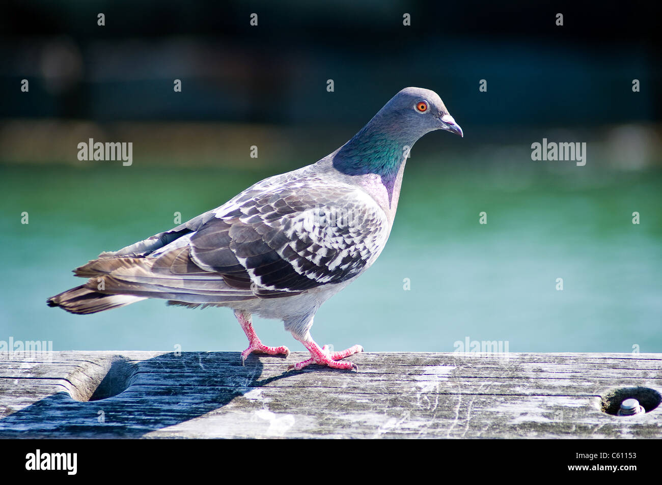 Tauben in Los Angeles, Kalifornien Stockfoto