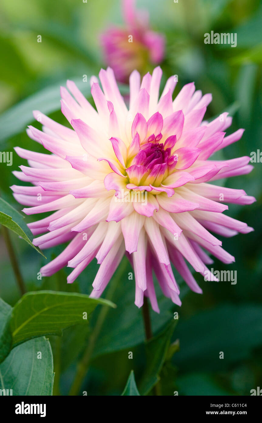 DAHLIA HAPET IDEAL Stockfoto