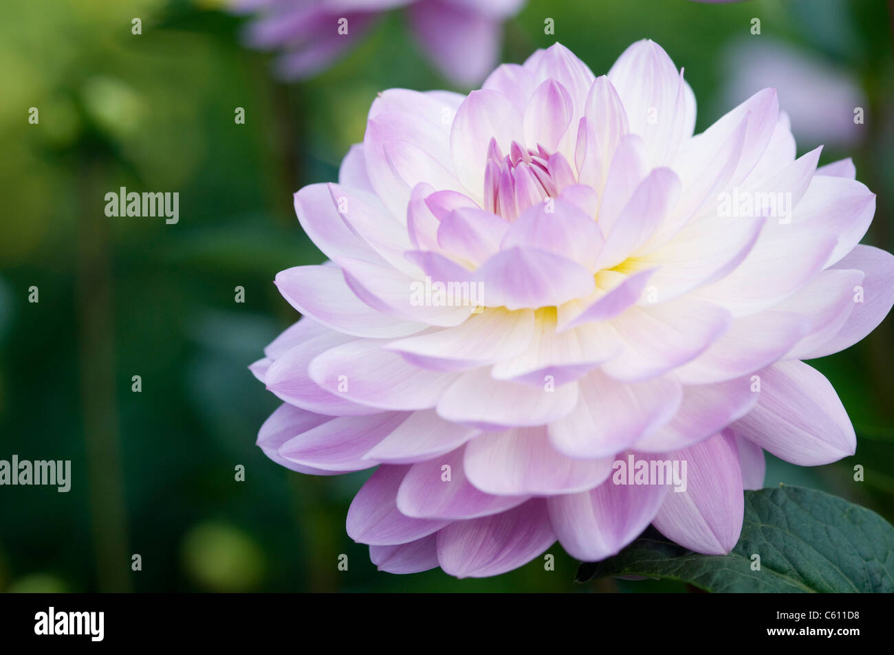 BLAUE DAHLIE WUNSCH Stockfoto