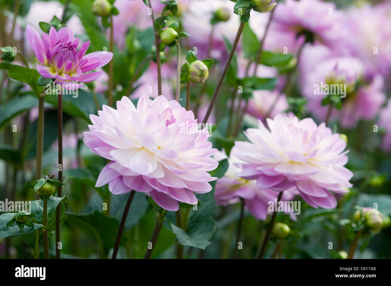 BLAUE DAHLIE WUNSCH Stockfoto