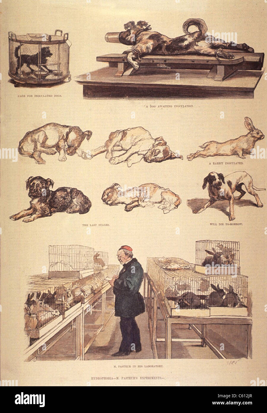 Louis Pasteur (1822-1895) im Labor arbeiten an Tollwut (Tollwut) experimentiert mit Kaninchen und Hunde. 1885. Stockfoto