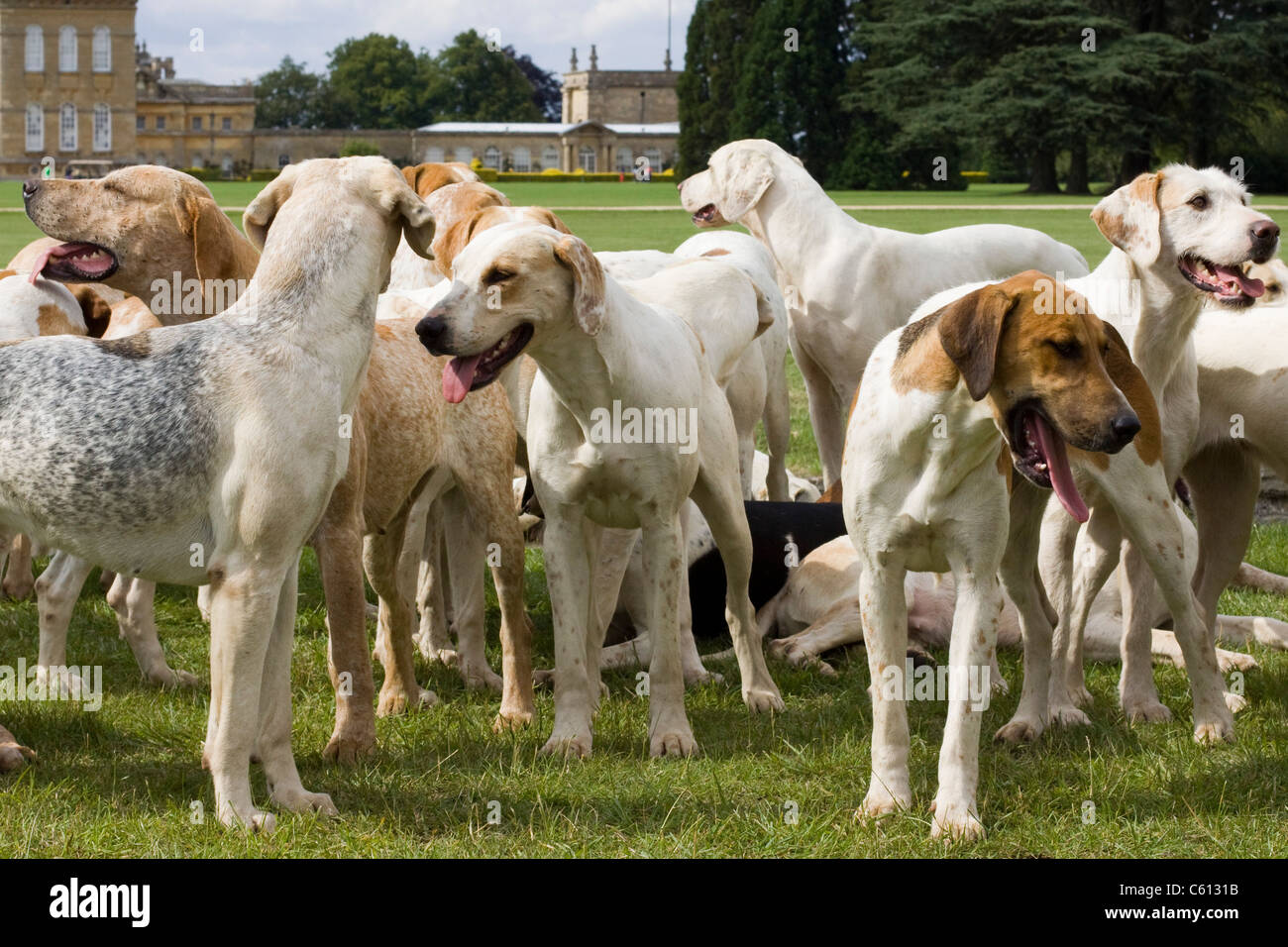 Englischen Jagdhunden Stockfoto