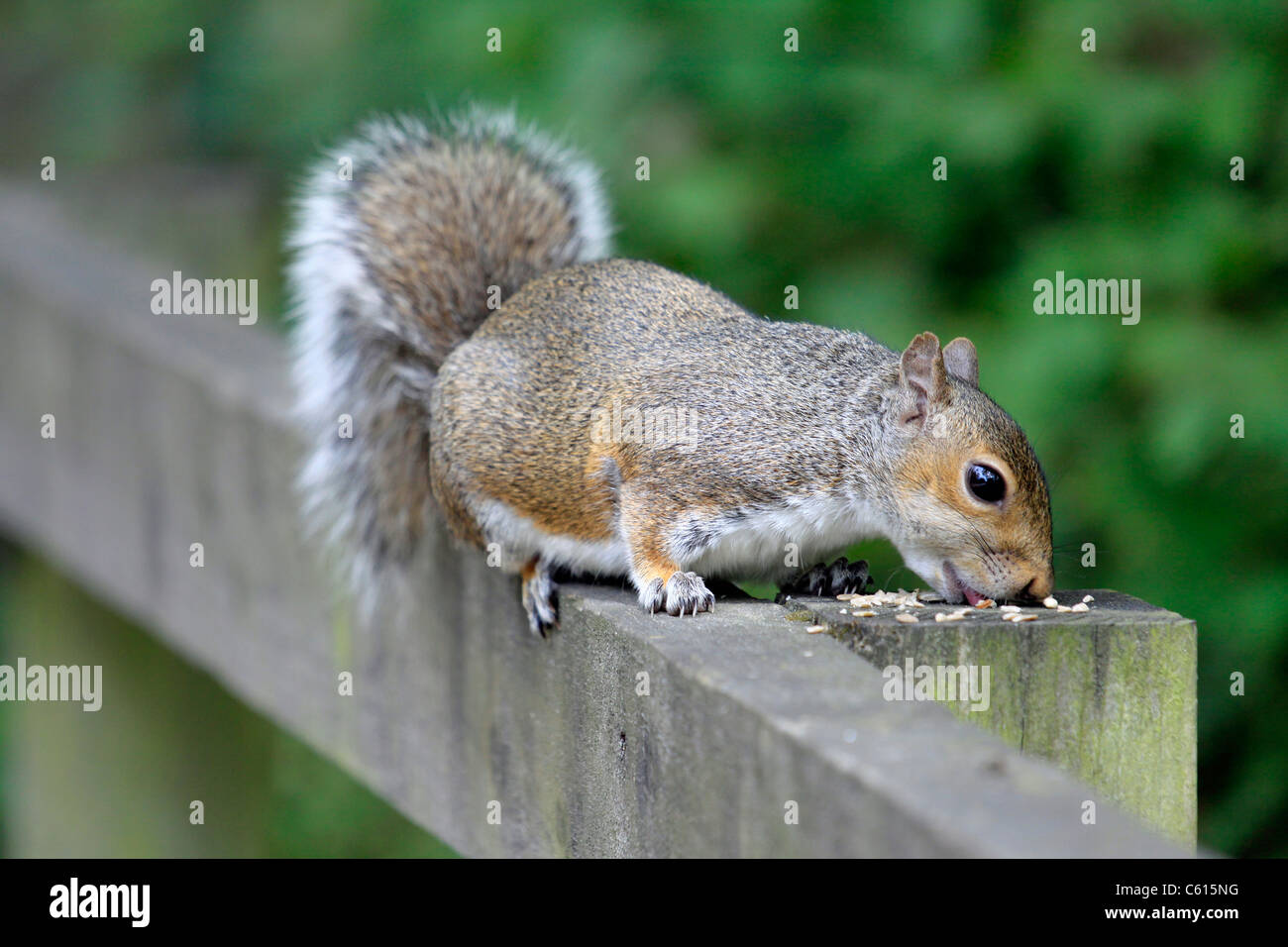 Hungrige Eichhörnchen Stockfoto