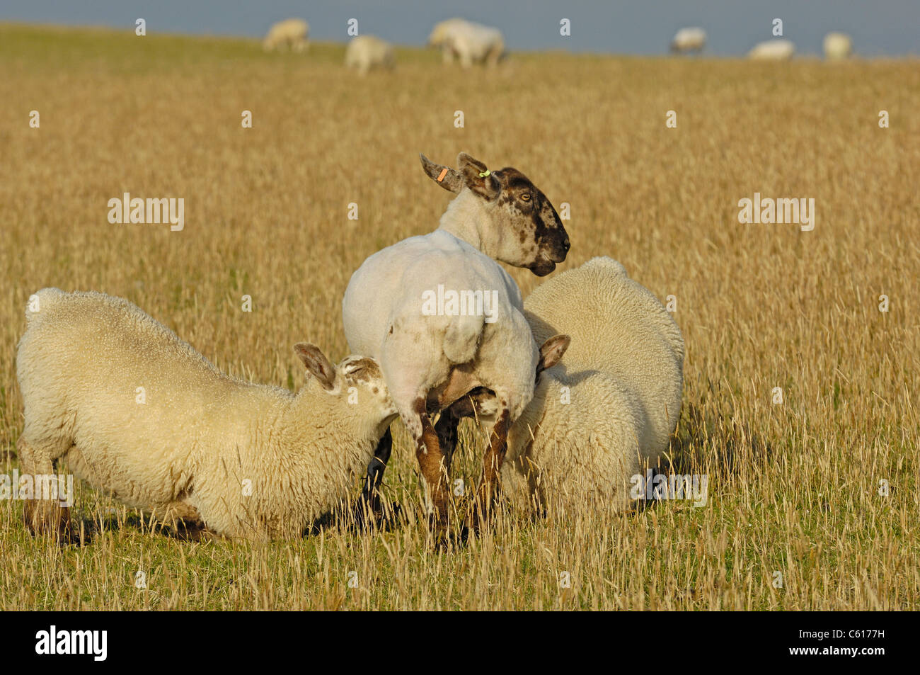 Weibliche Schafe (Hew) Fütterung zwei Erwachsene Lämmer mit Milch aus ihrem Euter Stockfoto